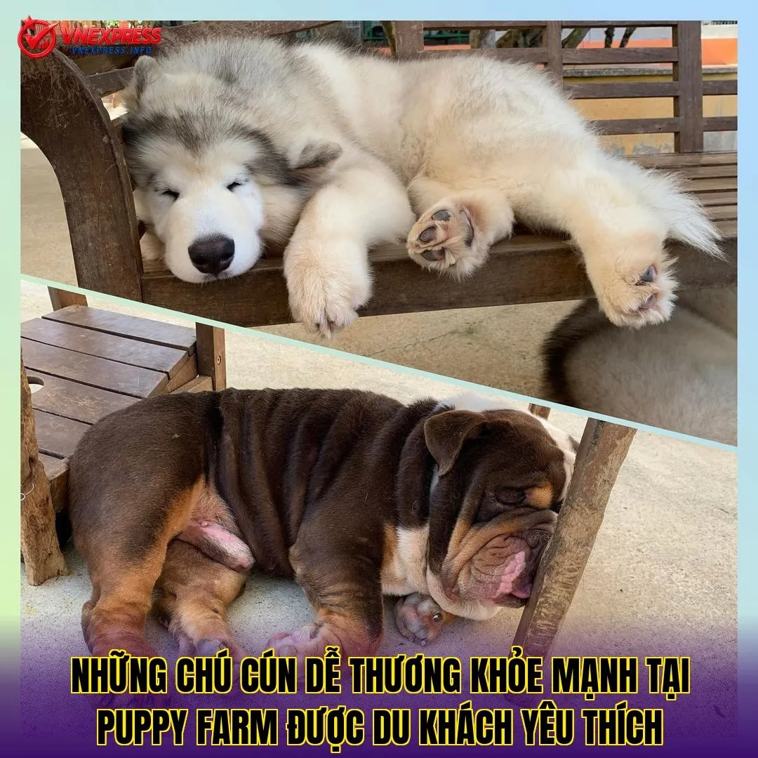Những chú cún dễ thương khỏe mạnh tại Puppy Farm được du khách yêu thích