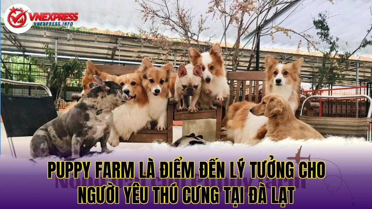 Puppy Farm là điểm đến lý tưởng cho người yêu thú cưng tại Đà Lạt