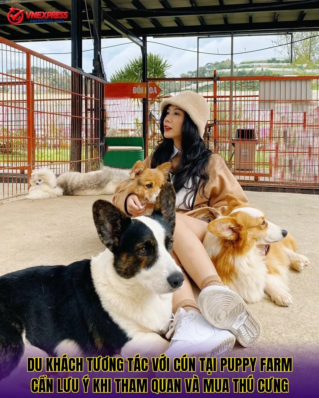 Du khách tương tác với cún tại Puppy Farm cần lưu ý khi tham quan và mua thú cưng